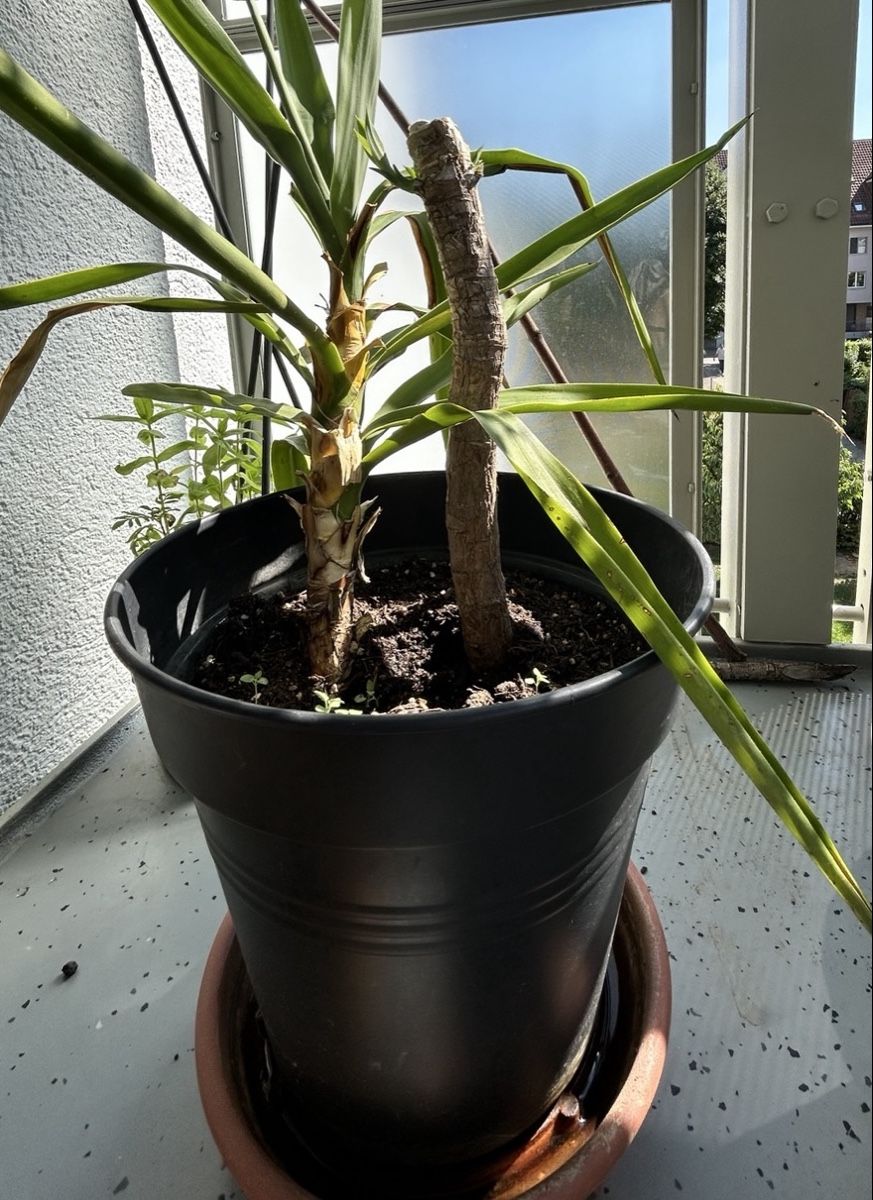 Plantes & graines: Yucca Pflanze 2-er Stamm – D'occasion à Zürich par keinweiss
