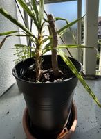 Yucca Pflanze 2-er Stamm
