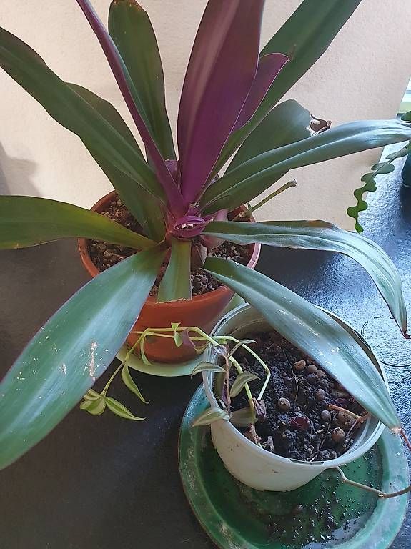 Piante & sementi: 2x Tradescantia – Usato da Olten venduto da stritten