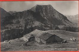 NESSLAU Pfingstboden mit Stockberg - Alp mit Kühen