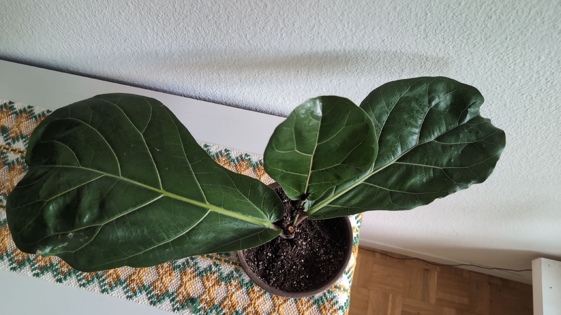 Pflanzen & Samen: Geigenfeige (Ficus lyrata) – Gebraucht aus Wallisellen von ali_x62p 4