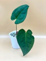 Anthurium Pap Blue × Dressleri im Selbstbewässerungstopf