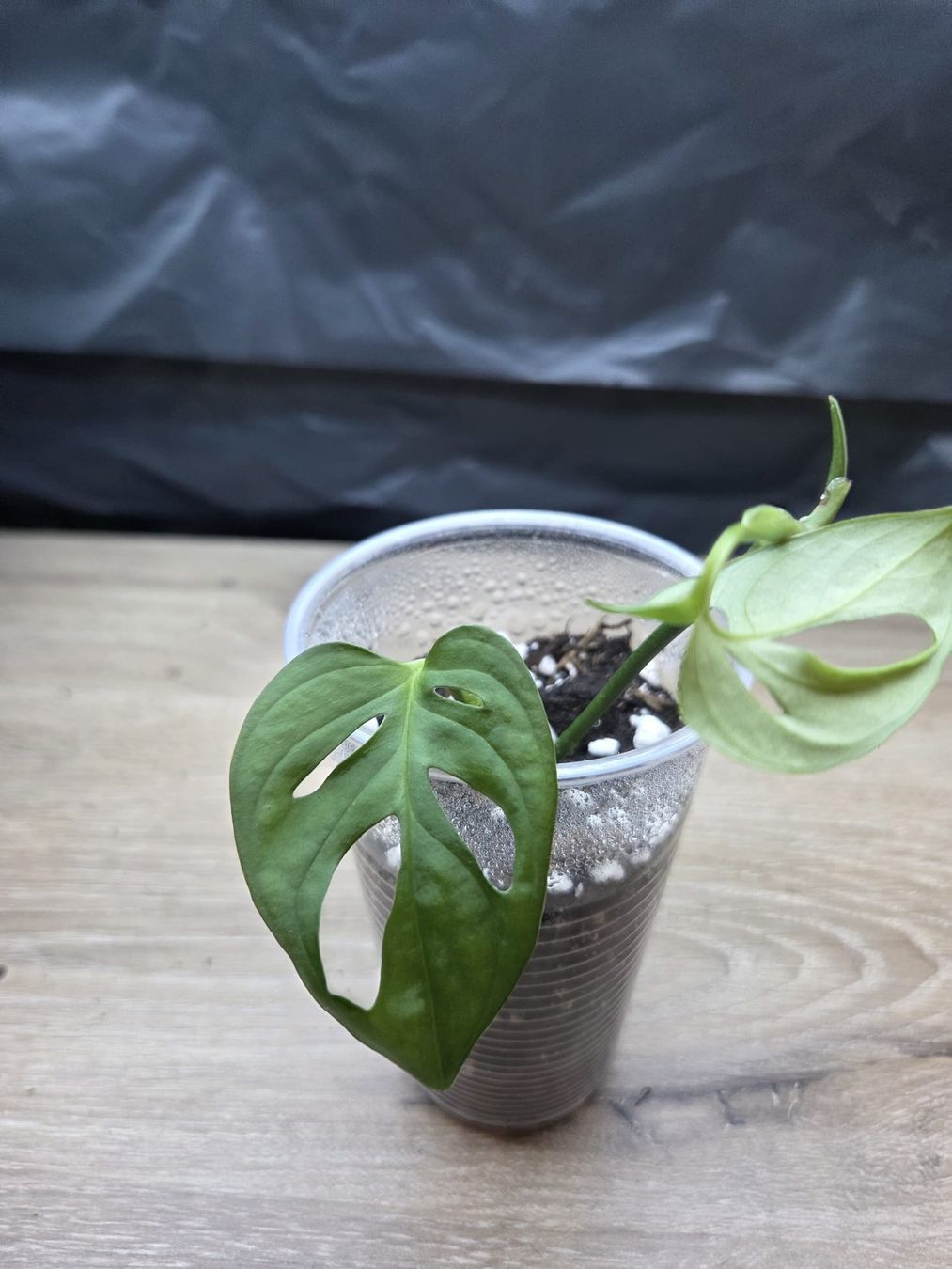 Piante & sementi: 2 Monatera monkey leaf  – Nuovo (secondo la descrizione) da Roggwil BE venduto da pau_wyh8 3