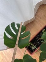 Monstera normal ohne Topf (Post möglich, Update 01.09.2026)