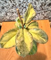 Hoya Argentea Princess