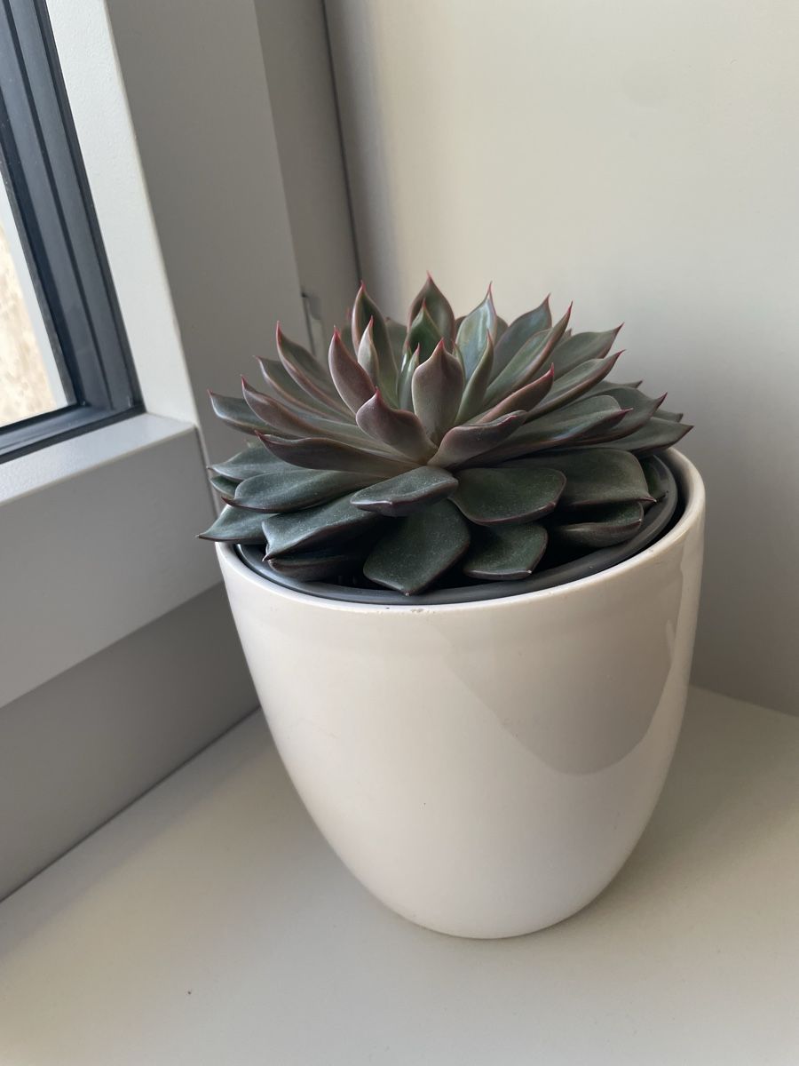 Piante & sementi: Cactus, Echeveria succulent green red leaf  – Usato da Uster venduto da momogarden 4