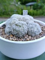 Kakteen, Pflanzen, Mammillaria plumosa