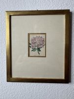 Rhododendron Catawbiense – Stahlstich nach Watts, 1840