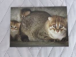 Flachkopfkatze,  Raubkatze, Katze, Zoo, ungelaufen