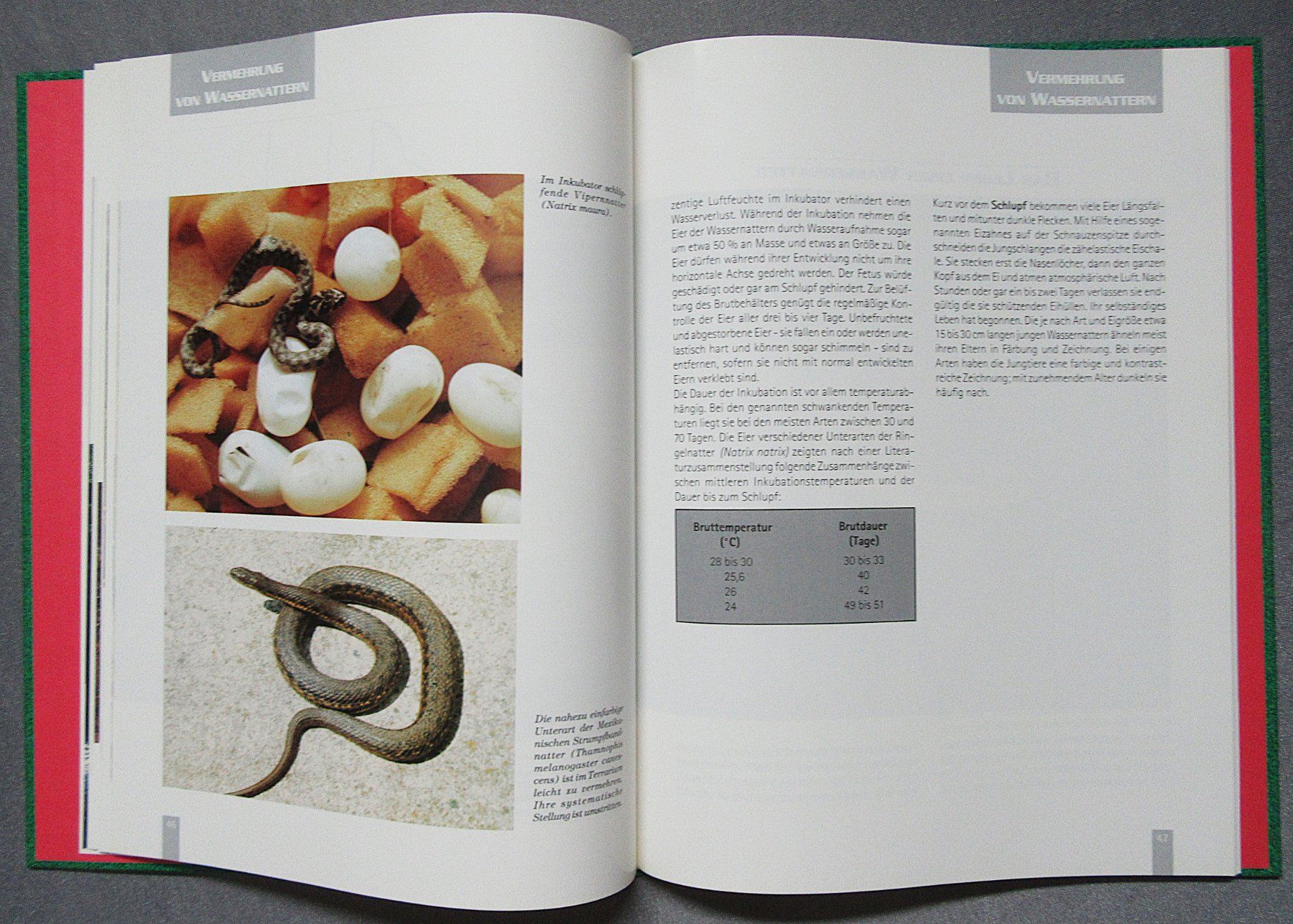 Libri: Wassernattern - Ratgeber von Dr. sc. Dieter Schmidt – Usato da Auenstein venduto da Padabimbim 7