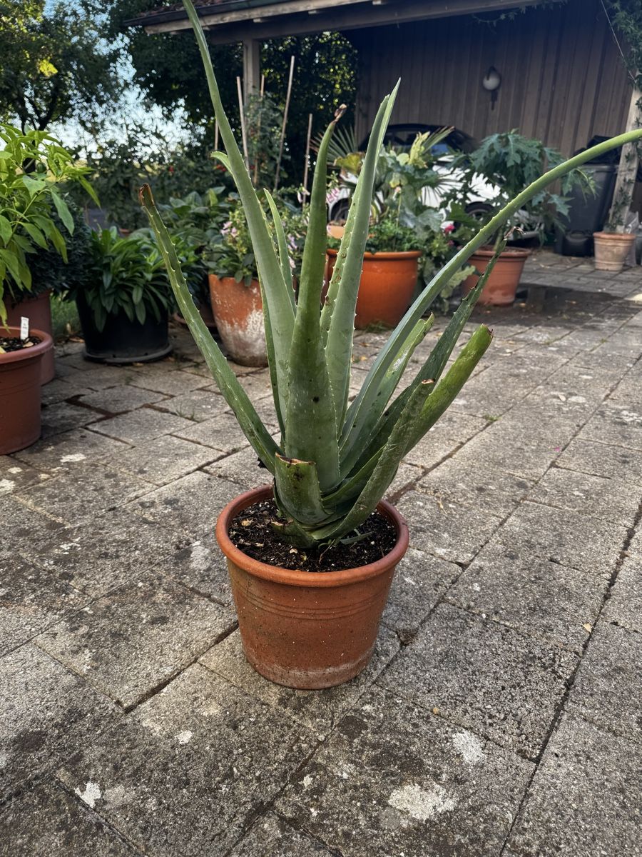 Piante & sementi: Echte Aloe Vera  – Nuovo (secondo la descrizione) da Oberwil (Dägerlen) venduto da Kurkuma 2