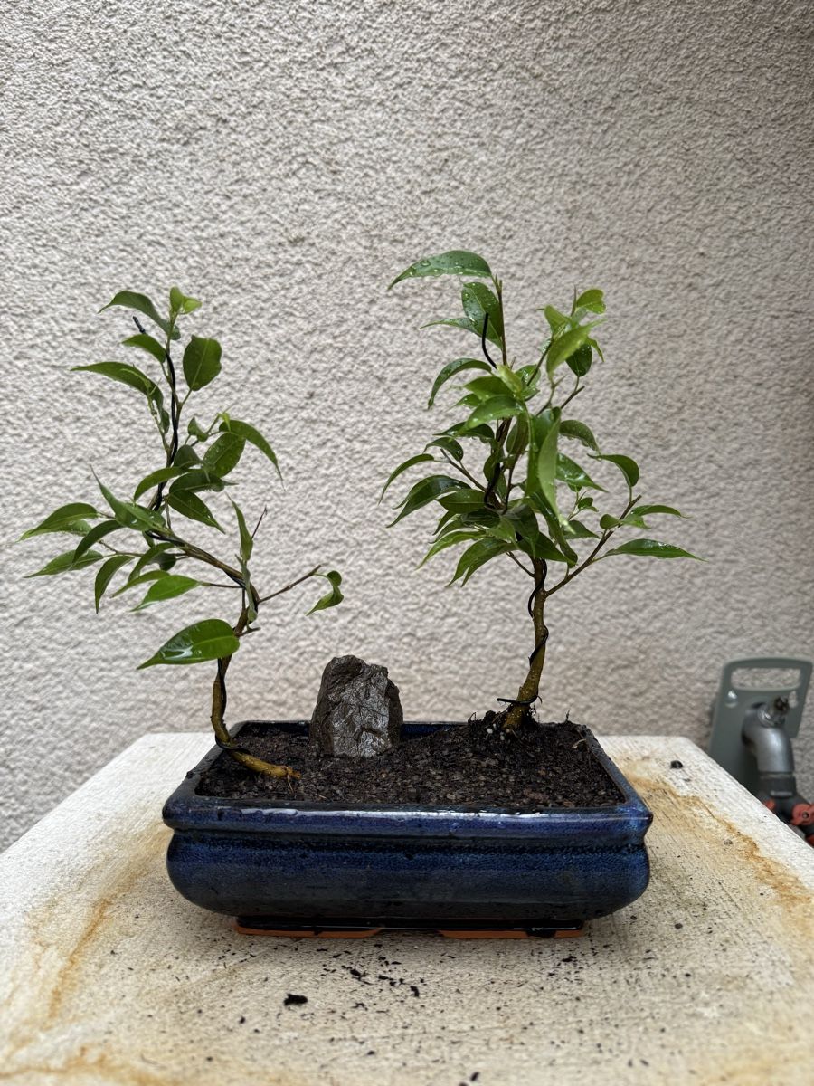 Pflanzen & Samen: Bonsai Ficus Wald. Doppel Bonsai – Gebraucht aus Rümlang von Gruseh.ch 4