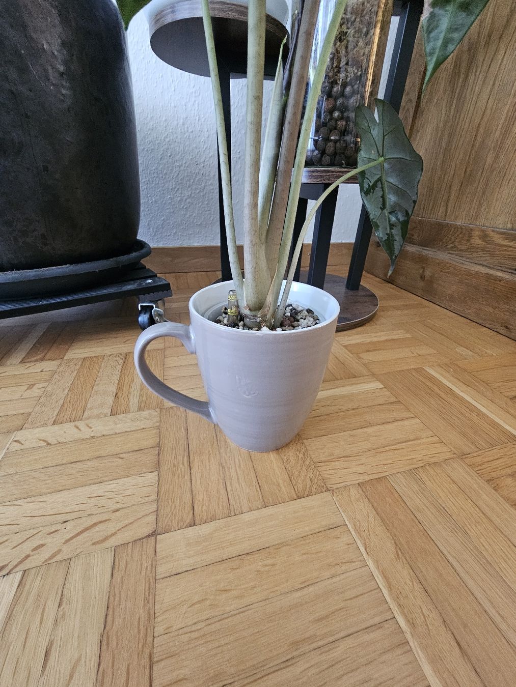 Piante & sementi: Alocasia Amazonica  – Nuovo (secondo la descrizione) da Utzenstorf venduto da Dac_mk 3