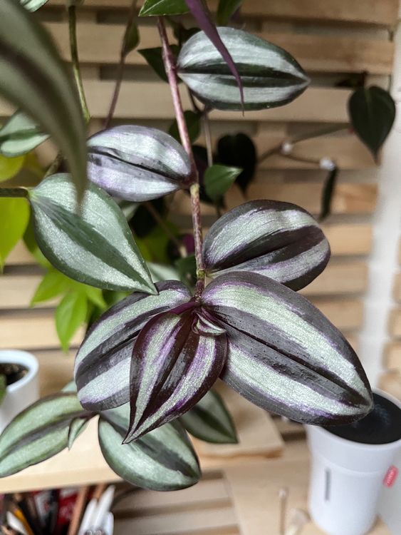 Plante D'intérieur Tradescantia Zebrina (Zèbre) - Pot 12cm, Hauteur ~20cm - Facile D'entretien, Purifie L'air - 8
