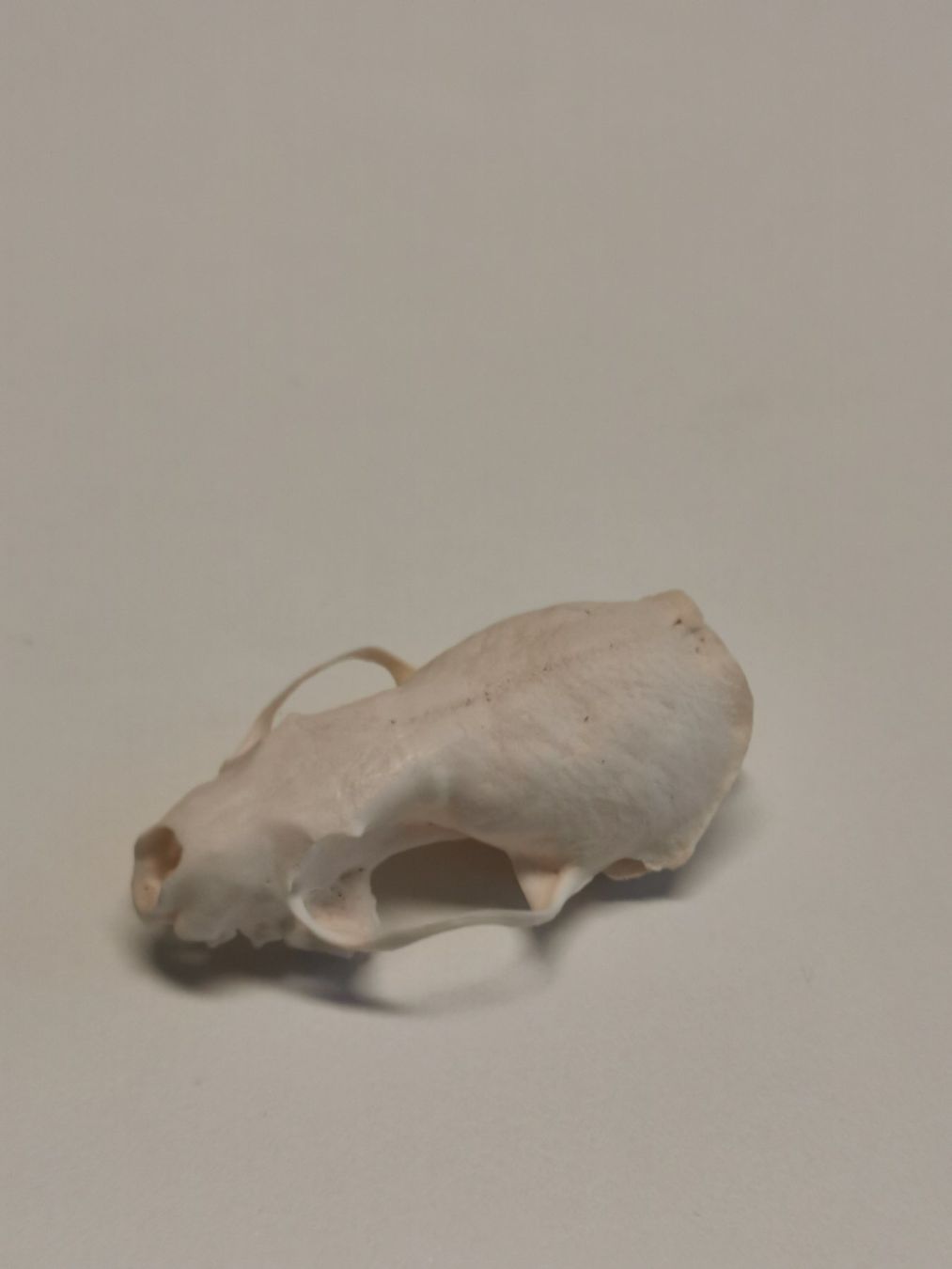 Il mondo degli animali: Tierschädel Knochen Taxidermy – Nuovo (secondo la descrizione) da Fischbach-Göslikon venduto da PitBullDoll 3