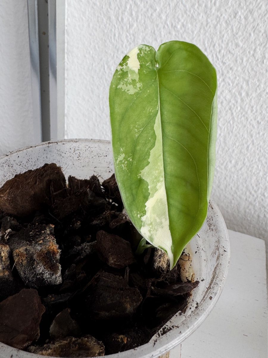 Piante & sementi: Syngonium Chiapense Variegated (multiple growth points) – Nuovo (secondo la descrizione) da Bern venduto da Lucas_Ma