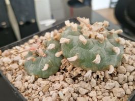 Lophophora Sp. GM 594.4, Nuevo Leon (El Carmen, 2070 m)