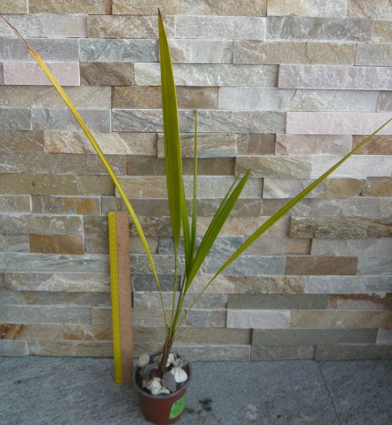 Pflanzen & Samen: Washingtonija Palme ca 60-70 cm – Gebraucht aus Ruggell von Dolce9