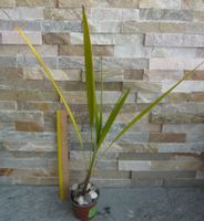 Washingtonija Palme ca 60-70 cm