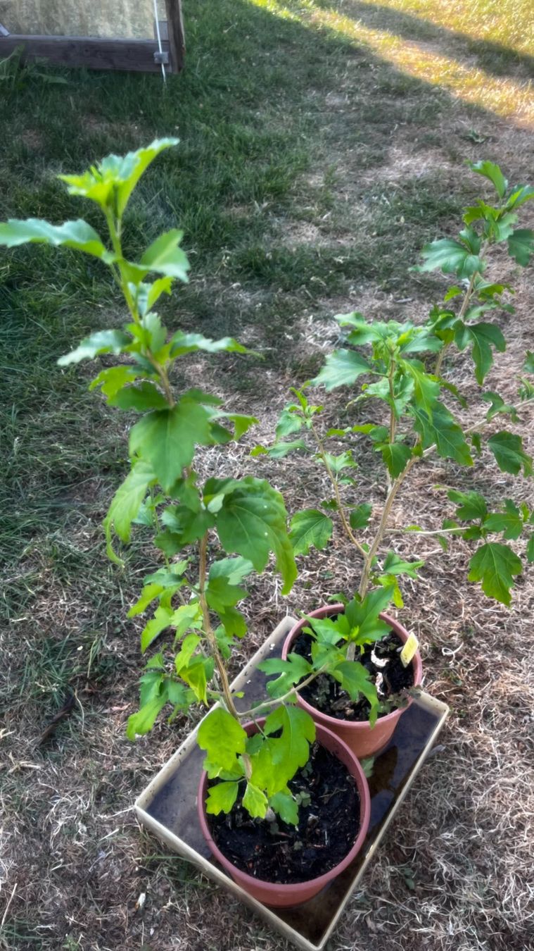 Piante & sementi: Hibiskus Violett – Nuovo (secondo la descrizione) da Vinelz venduto da Wellensittich55 5
