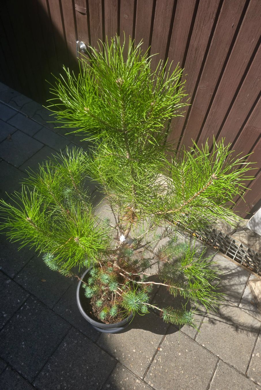 Piante & sementi: Pinus silver crest 🌲 – Usato da Aarburg venduto da popkorn65 5