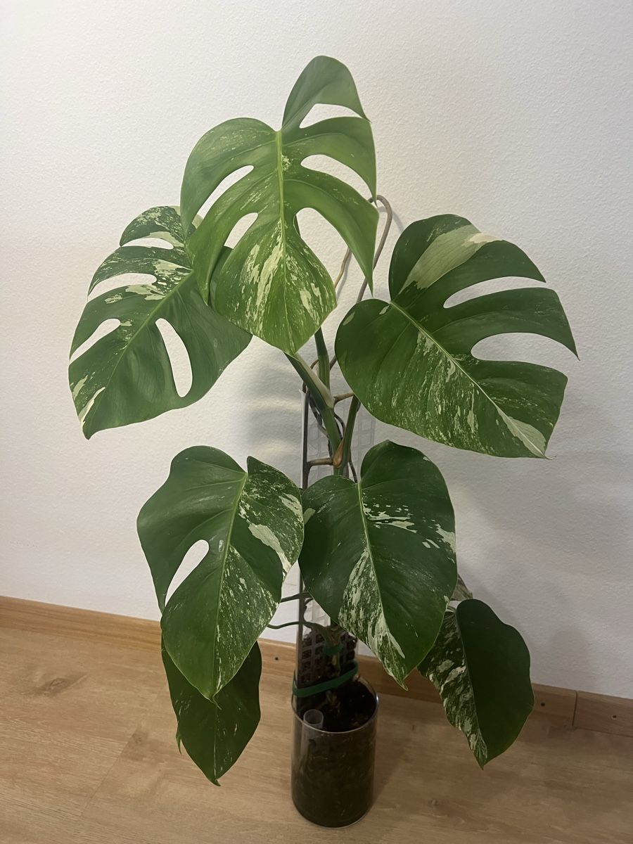 Plantes & graines: Monstera Albo Variegata – D'occasion à Reinach AG par Manuel63637 1