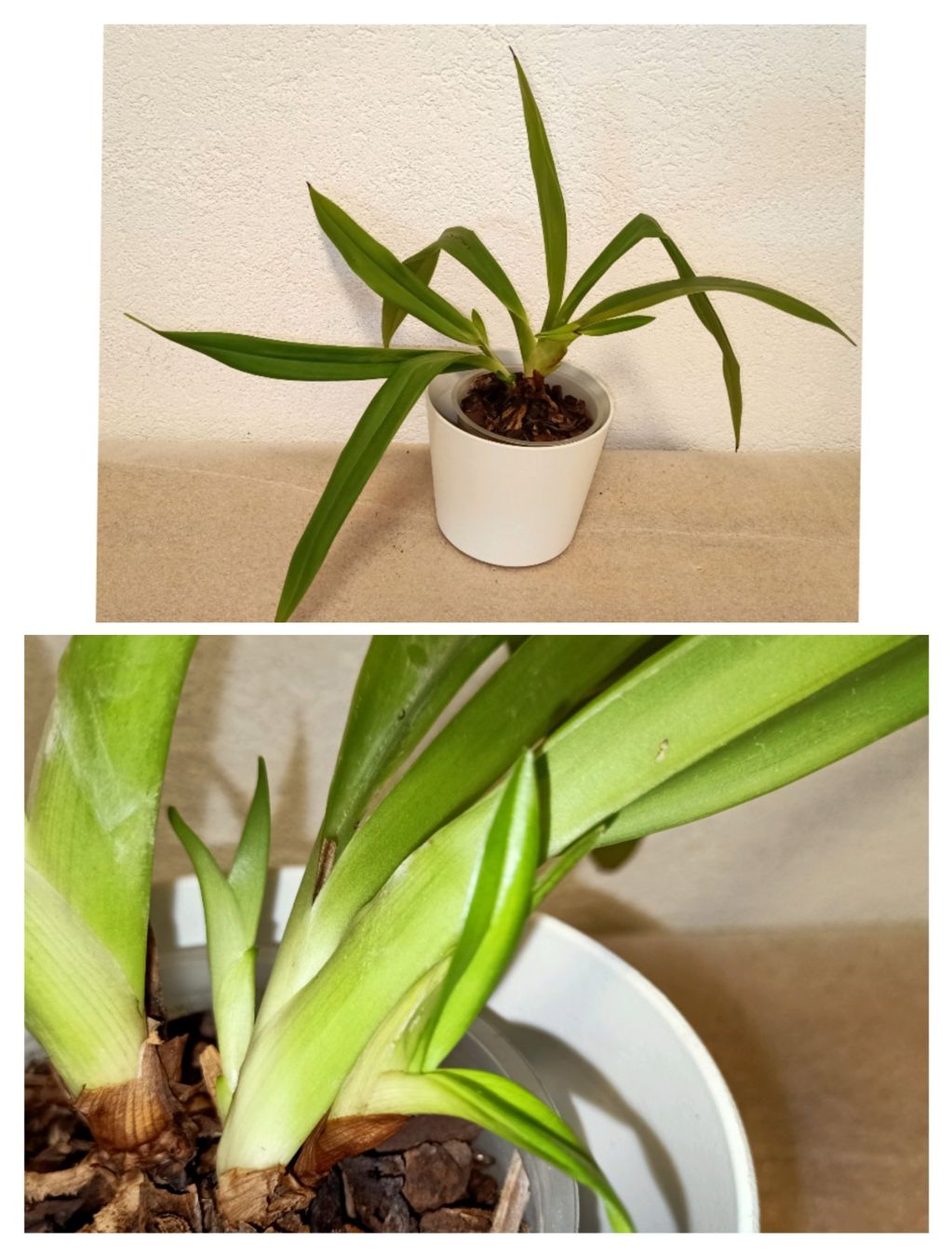Piante & sementi: Phragmipedium Hanne Popow ( Verblüht ) – Nuovo (secondo la descrizione) da schöftland venduto da UniquePlants