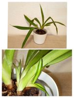 Phragmipedium Hanne Popow ( Verblüht )