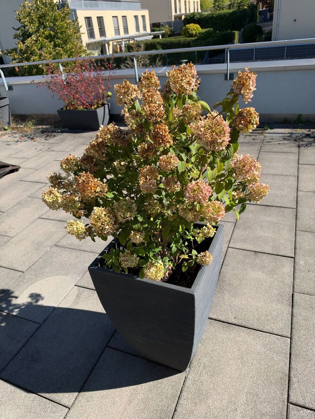 Piante & sementi: Waldhortensie – Usato da Root venduto da calmchris