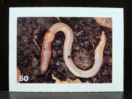 MIGROS MANIA Nature Detectives Nr. 60
