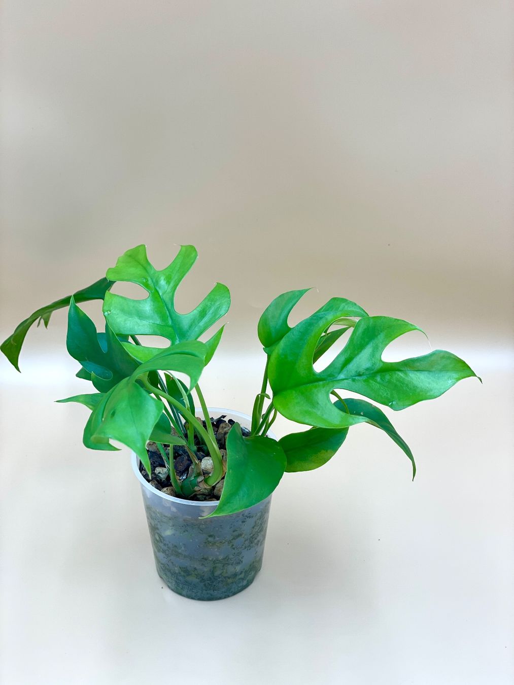 Piante & sementi: Raphidophora tetrasperma – Nuovo (secondo la descrizione) da Zürich venduto da Leafscape
