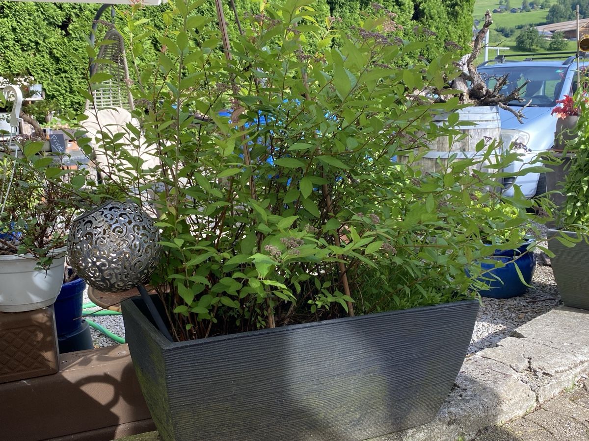 Pflanzen & Samen: Garten – Gebraucht aus Krummenau von Schmudel 3