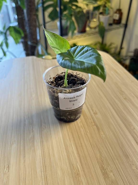 Piante & sementi: Alocasia Regal Shield baby – Nuovo e nell'imballaggio originale da Wallenwil venduto da LadyLeaf_Ellis1