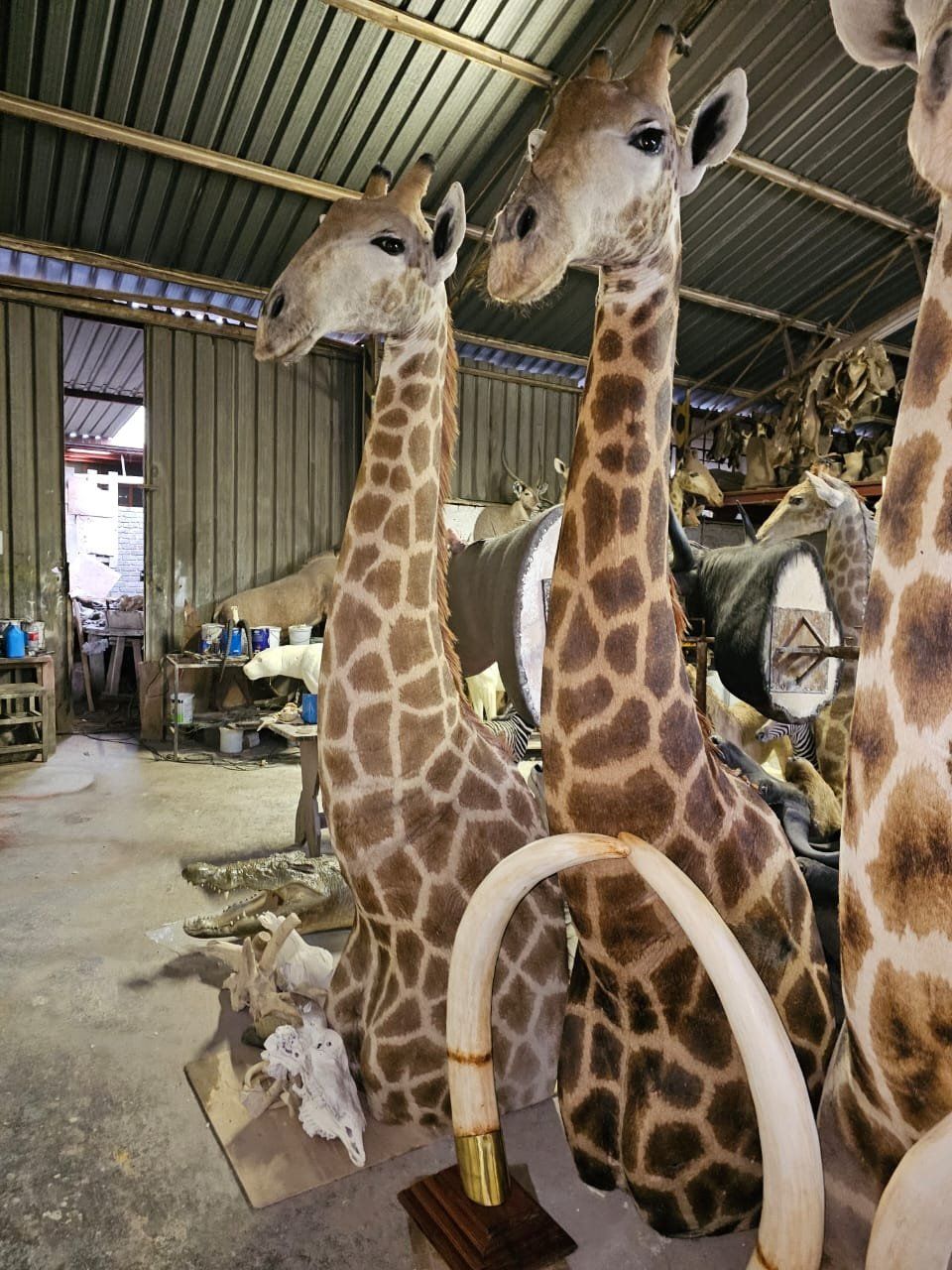 Il mondo degli animali: Präparat Giraffe – Nuovo e nell'imballaggio originale da Riken AG venduto da A.Hirt 3