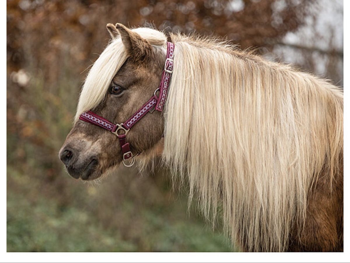 Felix Bühler Briglie & Cavezze: Fengur Halfter Gr. Pony – Nuovo (secondo la descrizione) da Bonstetten venduto da Schnurgerade 3