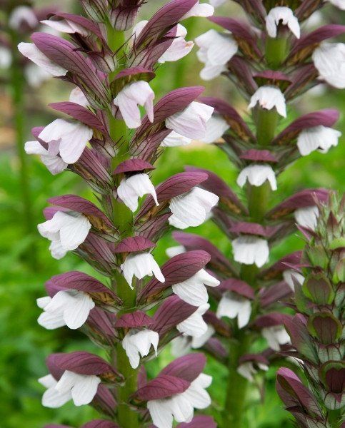Plantes & graines: Weicher Akanthu - Acanthus mollis - 12 grosse Samen – Neuf avec emballage d'origine à Sumiswald par Cham14558 1