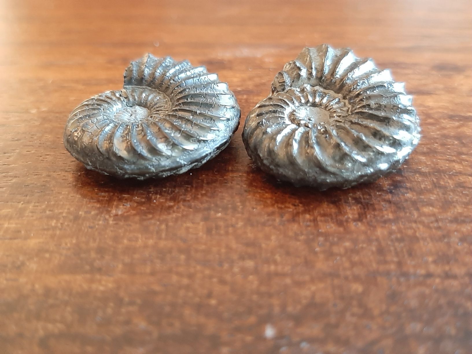 Fossili: Pyrit Ammoniten Frankreich – Usato da Rickenbach BL venduto da Oktober68 2