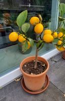 Meyer Zitronenbaum mit reifen Früchten