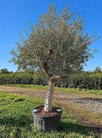 Aktion Olivenbaum "Olea Europea 8 "winterhart" 