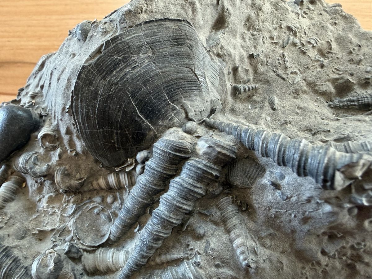 Fossili: Versteinerte Muschelplatte – Usato da Grenchen venduto da Bastet007 1