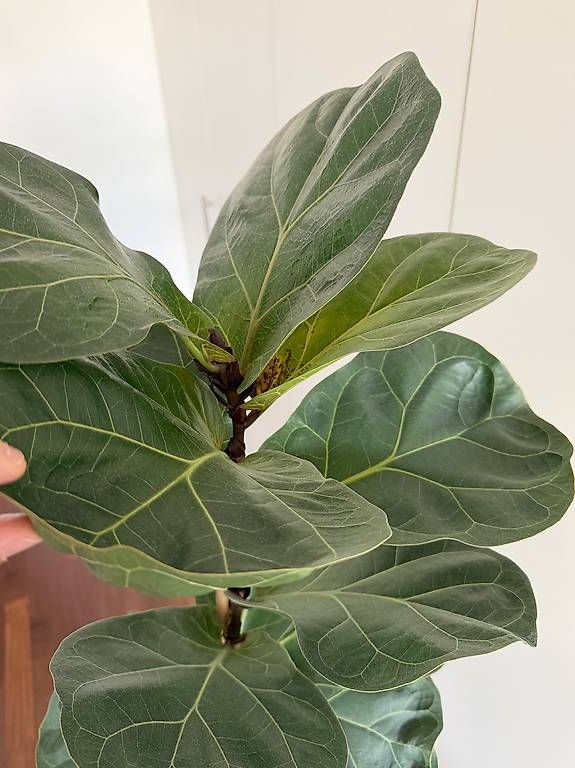 Piante & sementi: Geigenfeige / Ficus Lyrata – Usato da Ennetbaden venduto da miboo 3