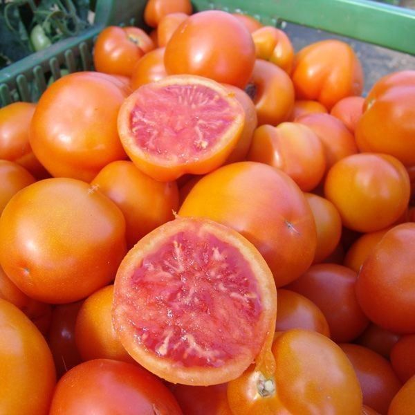 Piante & sementi: 50 Samen ZLATAVA Tomate – Nuovo (secondo la descrizione) da Ehrendingen venduto da VerveinaSamen