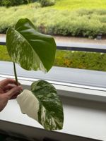 Schöne Monstera variegata Ableger für Ihr Zuhause