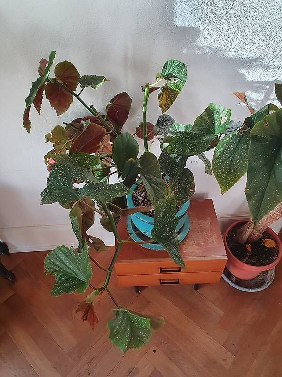 Plantes & graines: Begonie – D'occasion à Olten par stritten