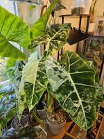 Alocasia Frydek Albo Rhizom