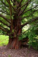 Urwelt Mammutbaum - Metasequoia glyptostroboides - 60 Samen