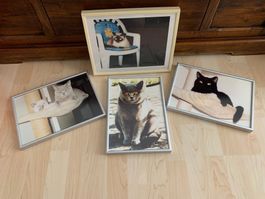 1 Katzenfoto mit Kunststoffrahmen, 3 mit Metallrahmen (3)