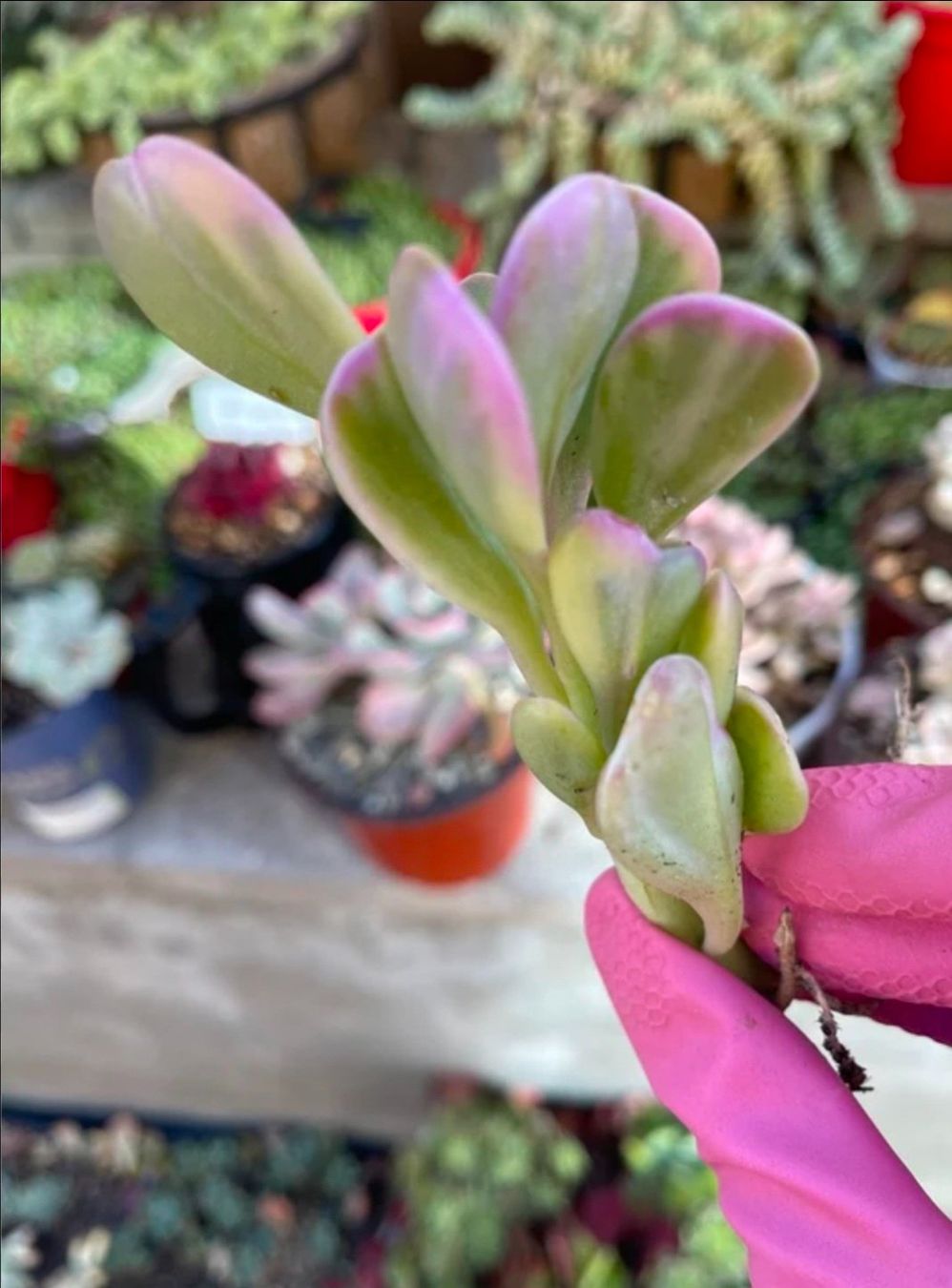 Pflanzen & Samen: Senecio jacobsenii variegata Steckling – Neu (gemäss Beschreibung) aus Zürich von The_Plant_Wizard 1