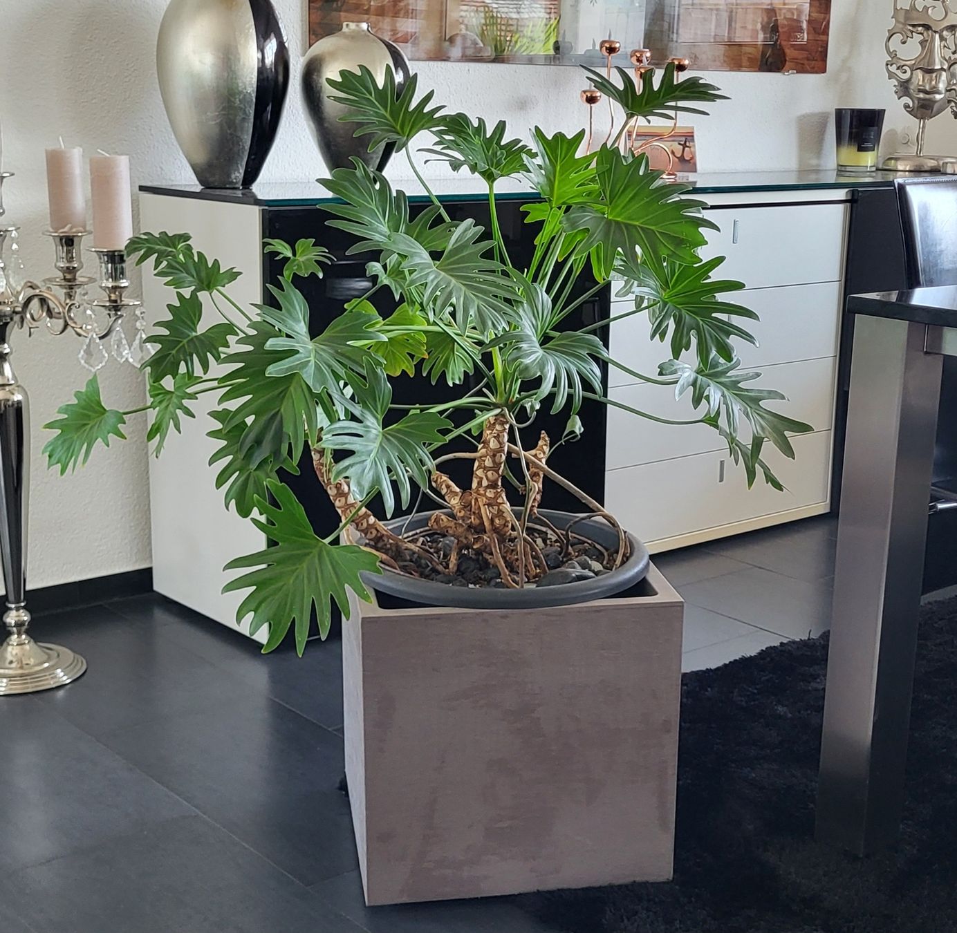 Piante & sementi: Philodendron xanadu – Usato da islikon venduto da mir_8cbw 3