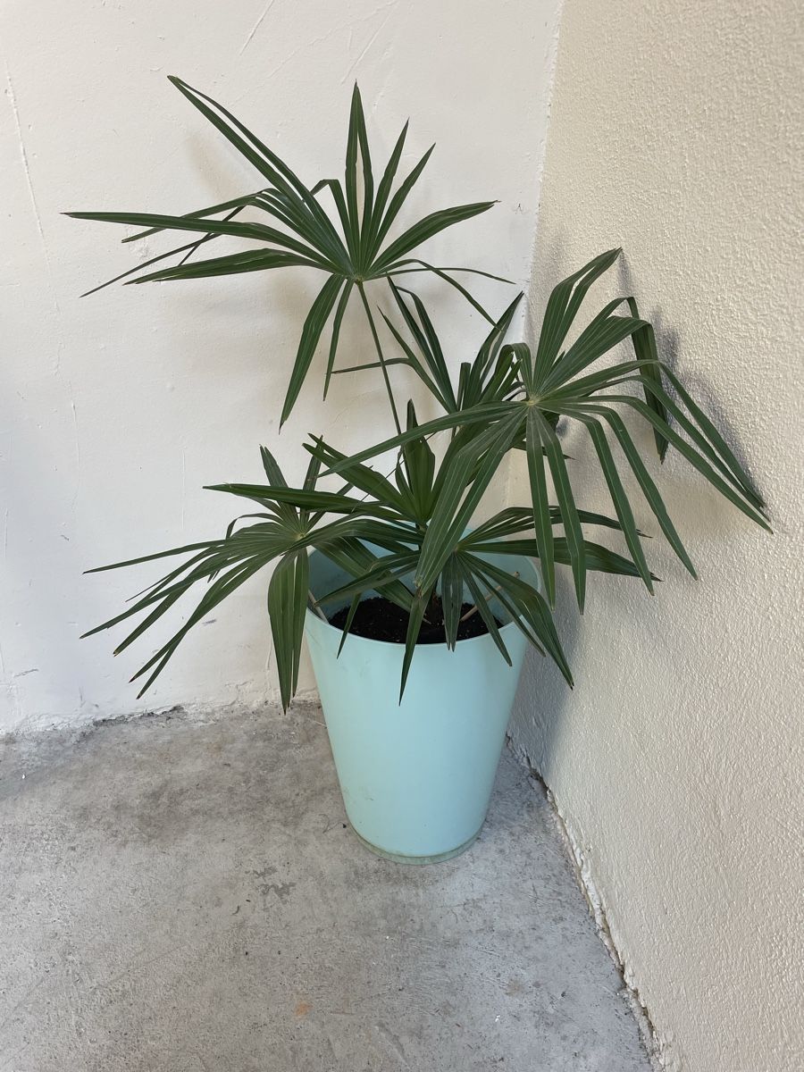 Pflanzen & Samen: Plante palmier  – Gebraucht aus Schaffhausen von lau_vjb6 1